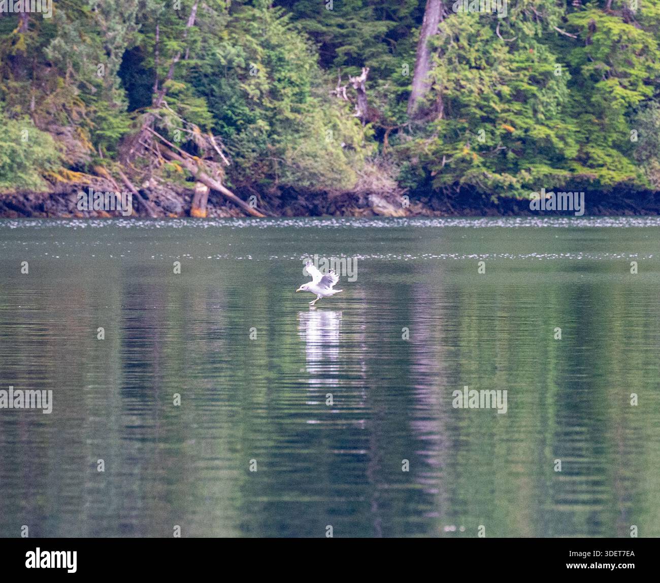 Il gabbiano atterra sull'acqua con ali completamente sparse e chiari riflessi ondulatori sullo sfondo di una foresta costiera. Foto Stock