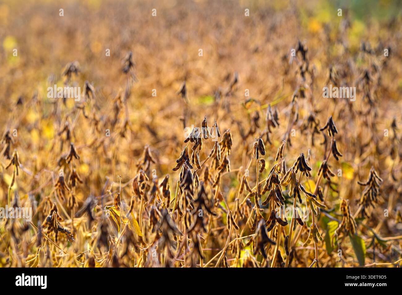 piante di soia mature con baccelli pieni che evidenziano il potenziale dei semi ricchi di proteine, campi dorati che suggeriscono un ciclo di coltura sostenibile e alimenti a base vegetale su Foto Stock