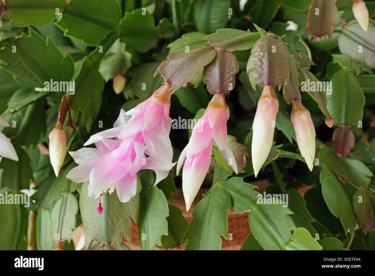 Fiori e boccioli di cactus di natale o cactus di ringraziamento, Schlumbergera truncata, Cactaceae Foto Stock