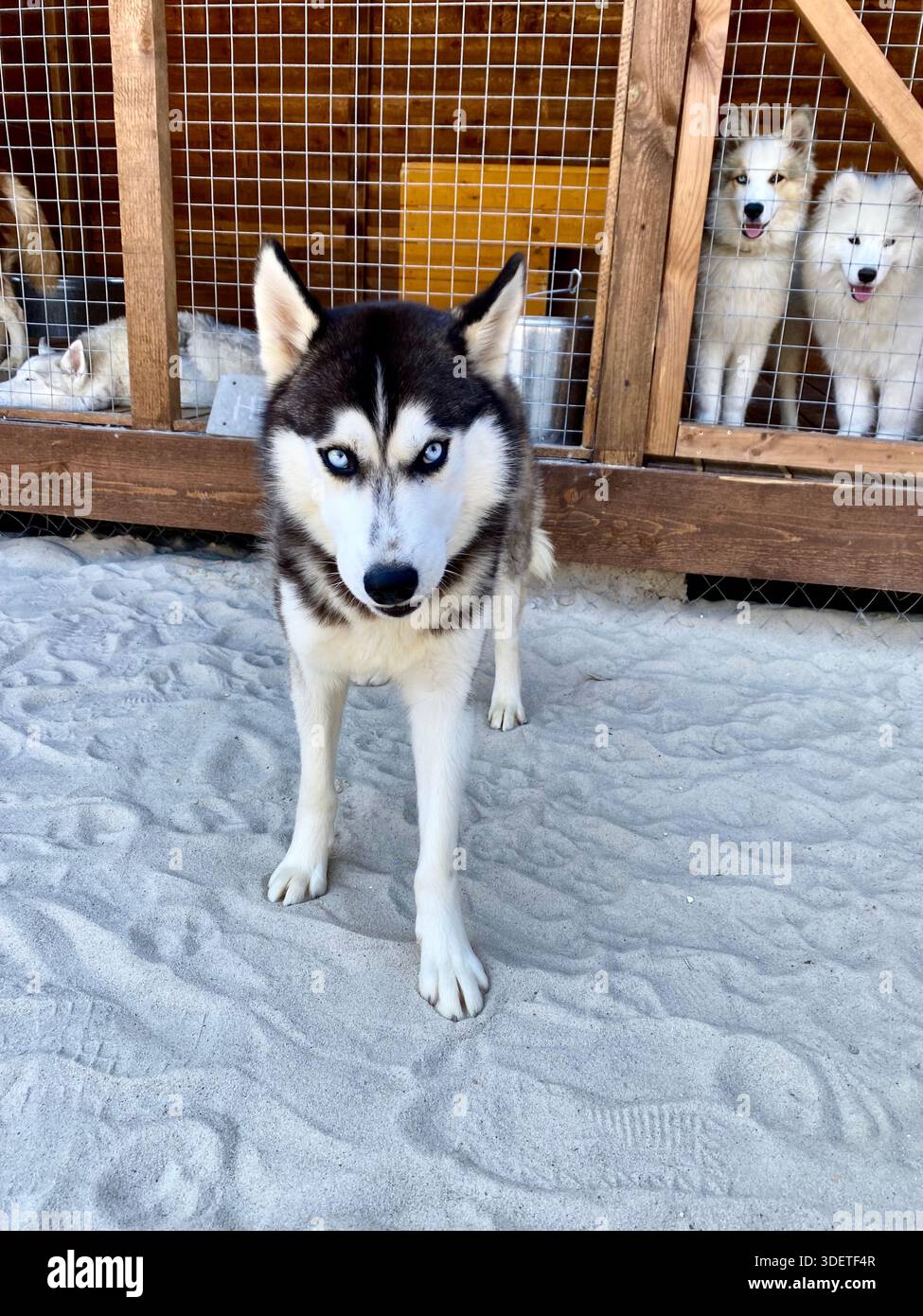 Un sorprendente Husky siberiano dagli occhi blu e neri che guarda con attenzione la fotocamera in un parco all'aperto per cani in una giornata di sole. Foto Stock