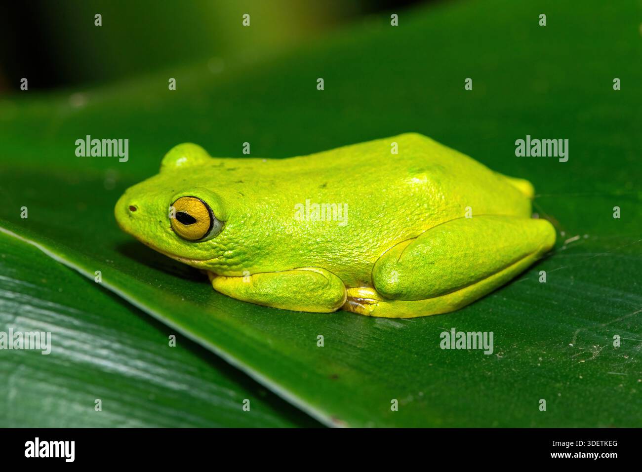 Una splendida rana verde Tinker (Hyperolius tuberilinguis) arroccata su una fitta vegetazione, pronta a saltare. Santa Lucia, KwaZulu-Natal, Sudafrica Foto Stock