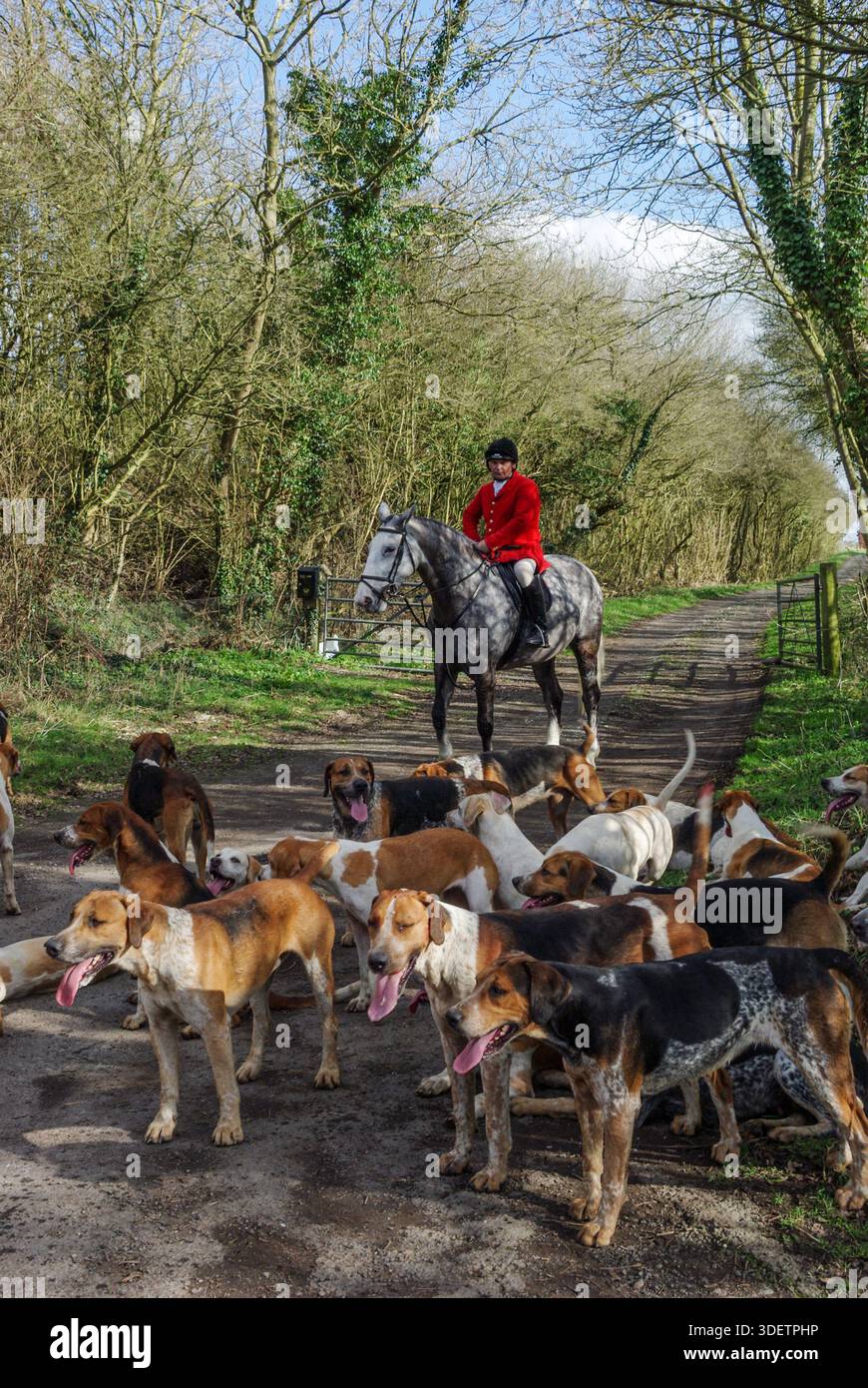 Cacciatore a cavallo in un tradizionale cappotto rosso, membro della Oakley Hunt, con un branco di cani, in una corsia di campagna vicino a Denton, Northamptonshire, Regno Unito Foto Stock