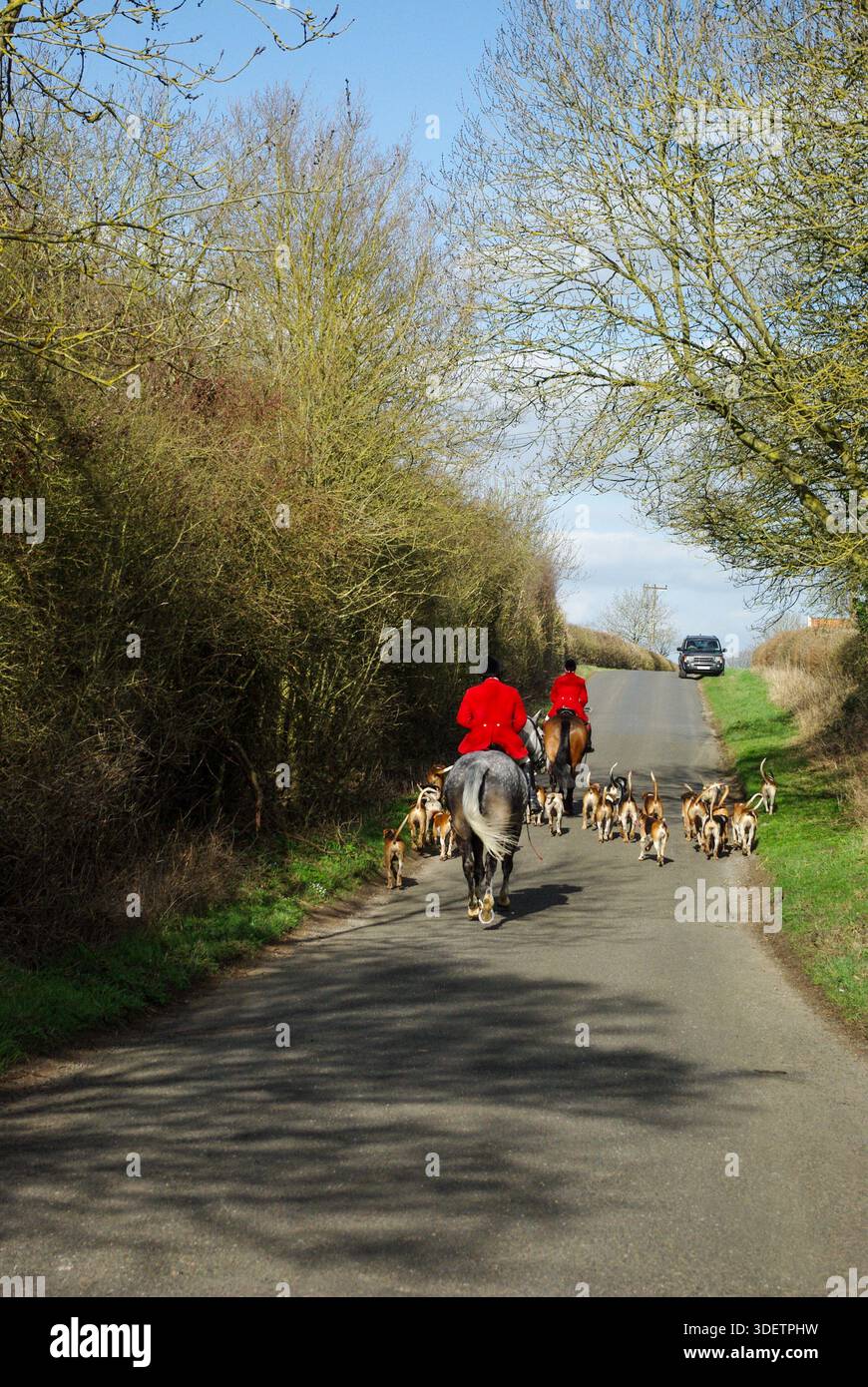 Cacciatori a cavallo in tradizionali cappotti rossi, membri della Oakley Hunt, con un branco di cani, in una corsia di campagna vicino a Denton, Northamptonshire, Regno Unito Foto Stock