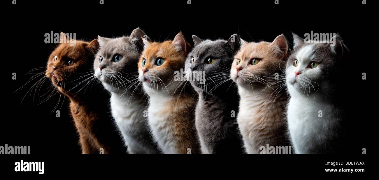 gruppo di 6 gatti shorthair britannici di colore diverso, profilo laterale Foto Stock