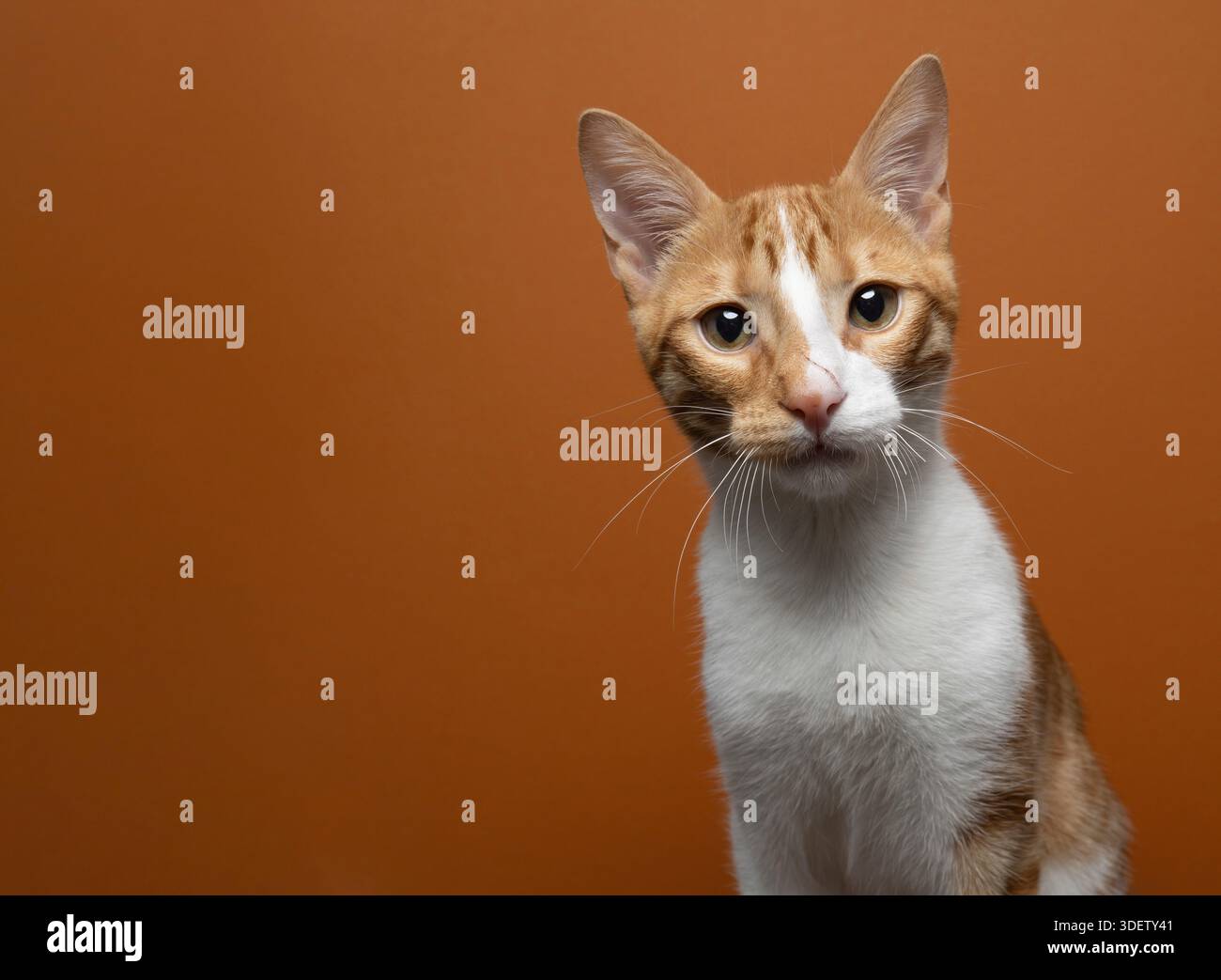 gatto bianco arancione con cicatrice sul naso che guarda la fotocamera, ritratto su sfondo arancione con spazio di copia Foto Stock