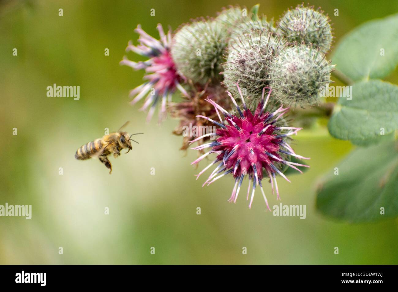 Un'ape vola verso un fiore di burrone, giorno d'estate Foto Stock
