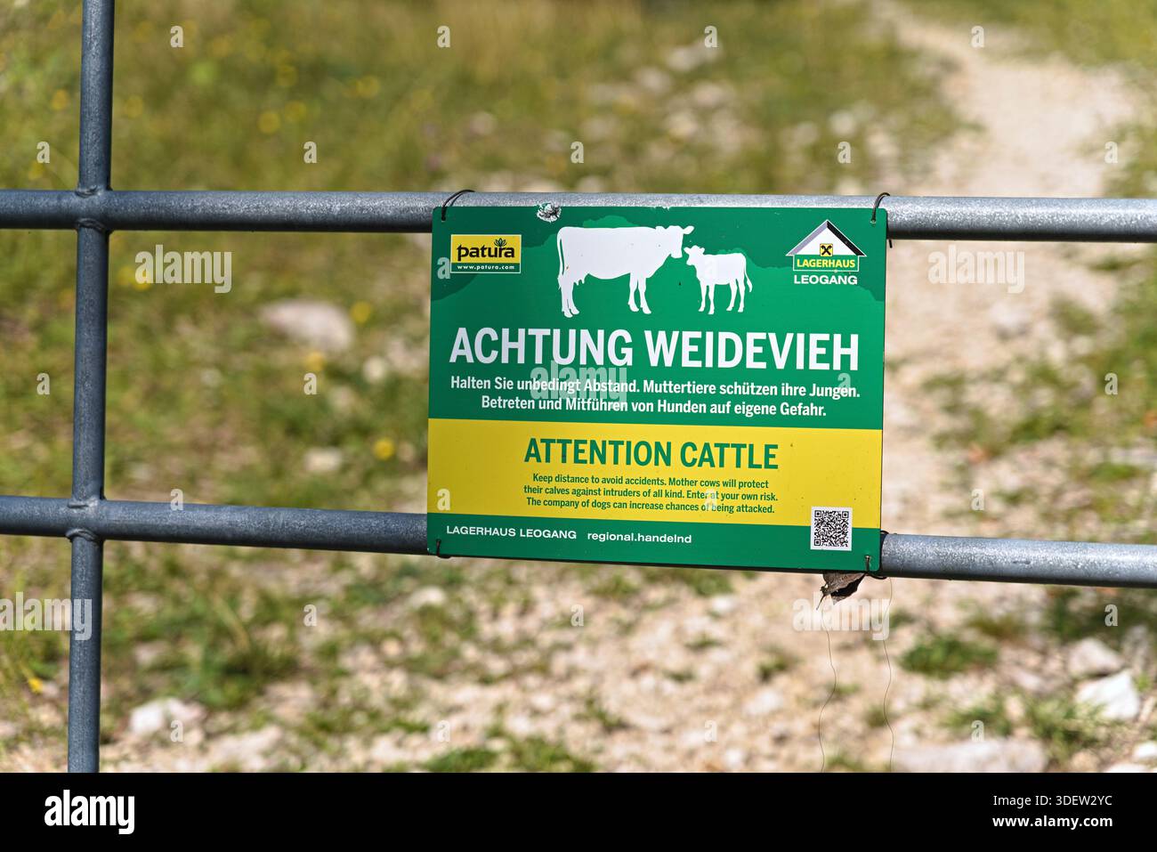 Germania, Baviera, alta Baviera, Alpi del Chiemgau, Ruhpolding, pascolo alpino, pascolo bovino, segnale di avvertimento per il pascolo, vacche nutrici che proteggono i loro vitelli Foto Stock