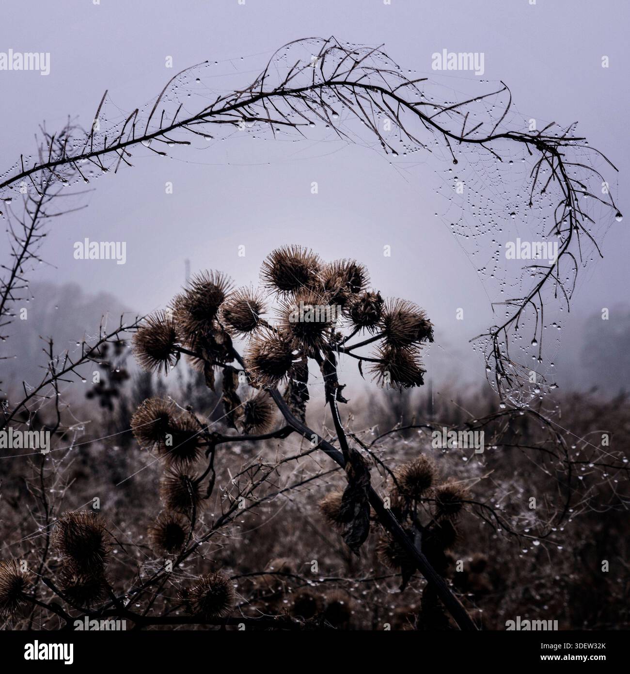 La ragnatela di Spider intorno ai burdock autunnali Foto Stock