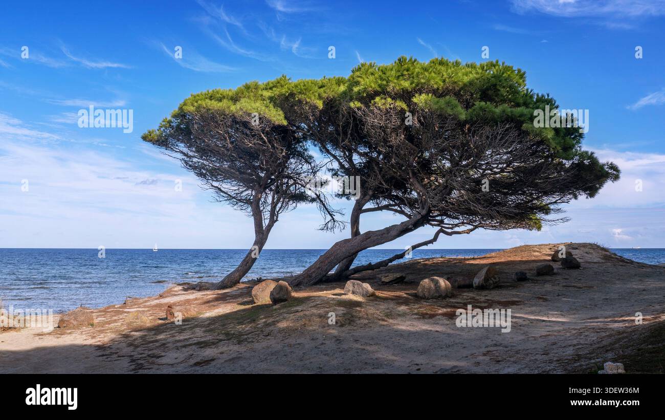 Pino sulla costa della Sardegna Foto Stock