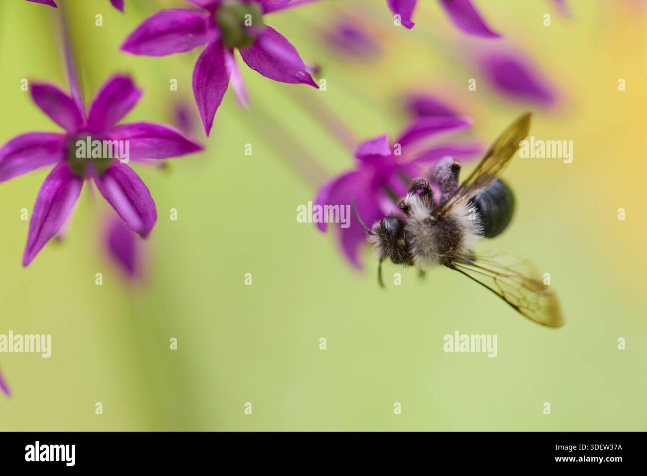 Api, api selvatiche, api minerarie grigie, Andrena cineraria Foto Stock