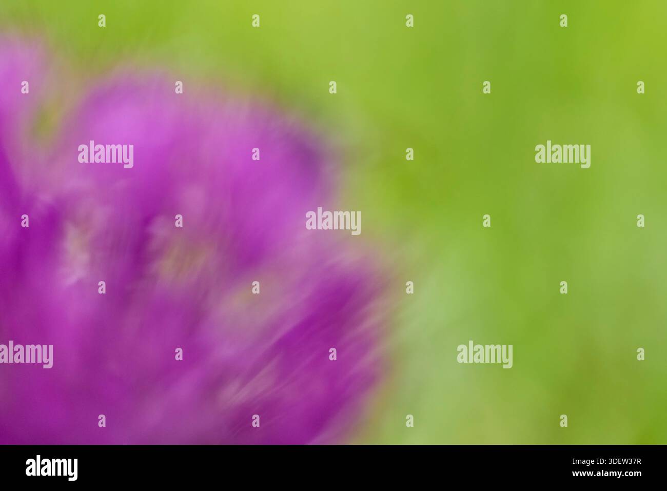 Blossom, Viola, colorato, sfocato, astratto Foto Stock