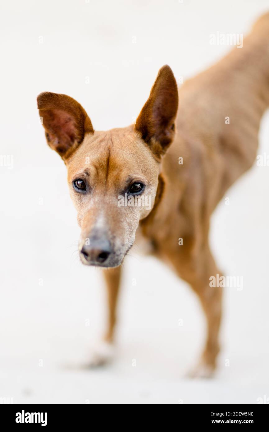 Primo piano Ritratto di Basenji Mix sul Patio a San Diego Foto Stock