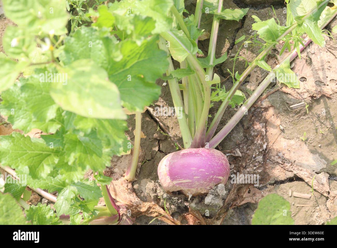 Le rape nell'azienda agricola per il raccolto sono colture di cassa. hanno notevoli effetti nutrizionali, bioattivi, glucosinolati, antitumorali e antinfiammatori Foto Stock