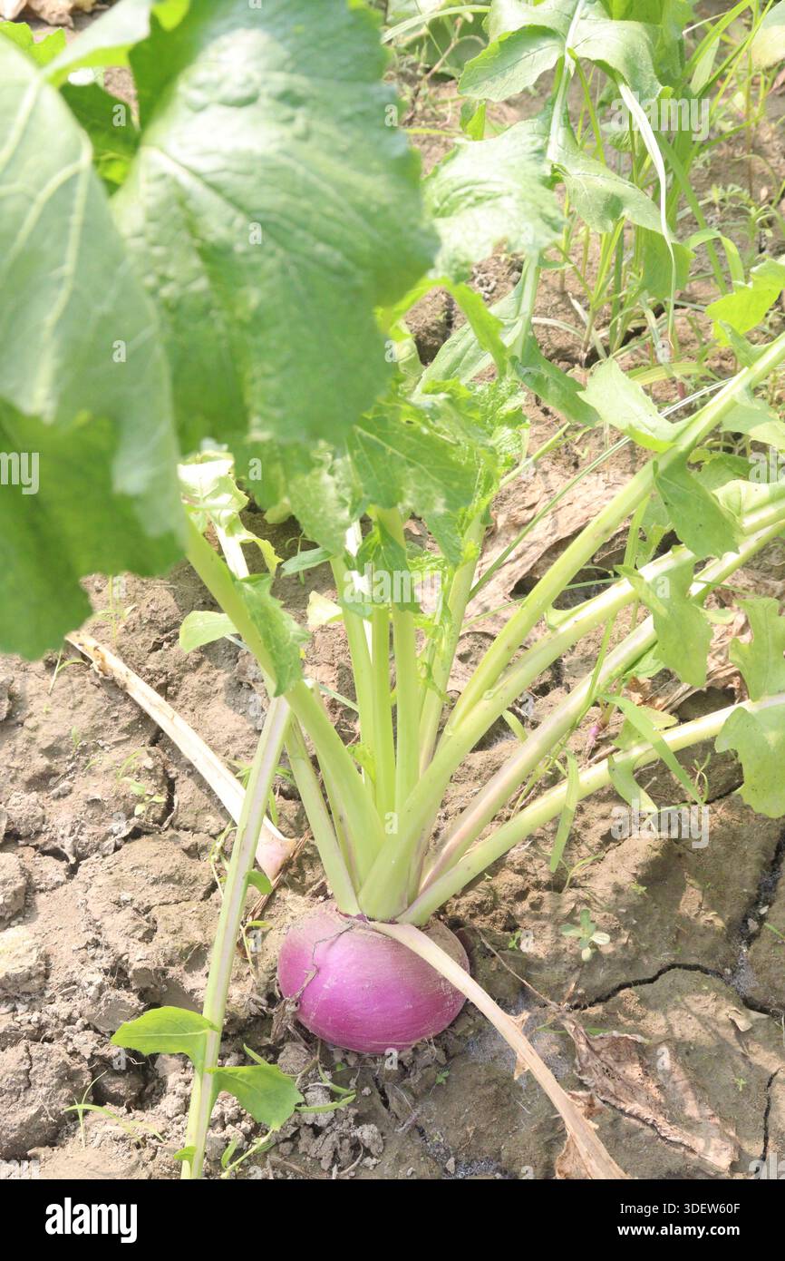 Le rape nell'azienda agricola per il raccolto sono colture di cassa. hanno notevoli effetti nutrizionali, bioattivi, glucosinolati, antitumorali e antinfiammatori Foto Stock