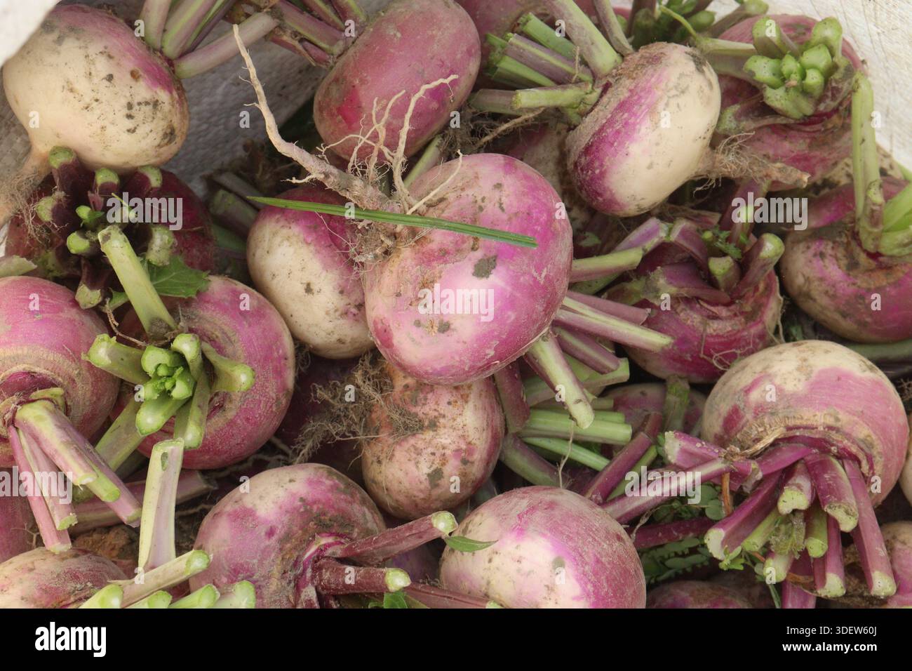 Le rape in negozio per la vendita sono raccolti in contanti. hanno notevoli effetti nutrizionali, bioattivi, glucosinolati, antitumorali e antinfiammatori. c Foto Stock