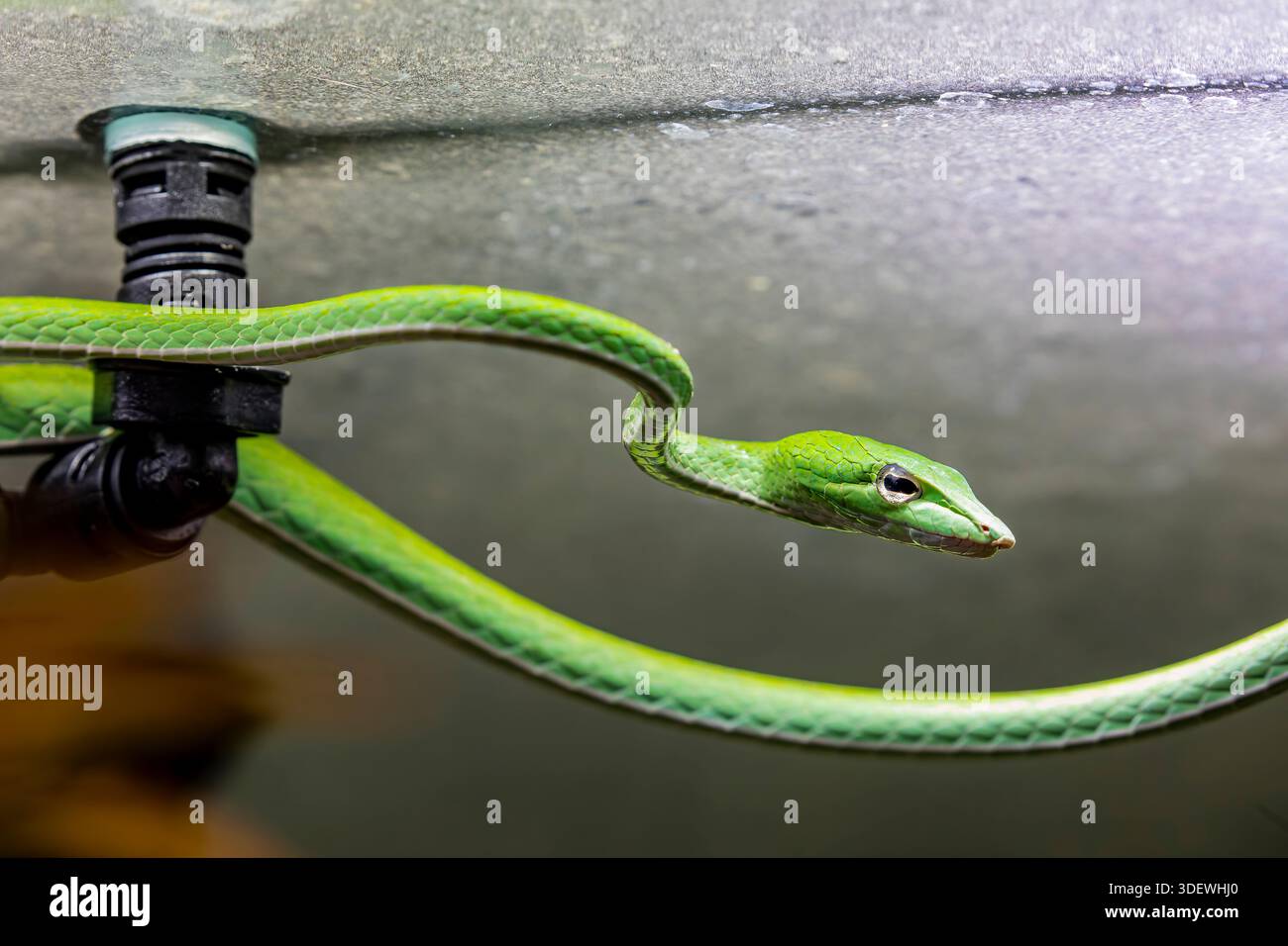 Il serpente a frusta orientale (Ahaetulla prasina) è una specie arborea, moderatamente velenosa di serpente di vite oppisthoglyphous della famiglia Colubridae, che si trova in Foto Stock