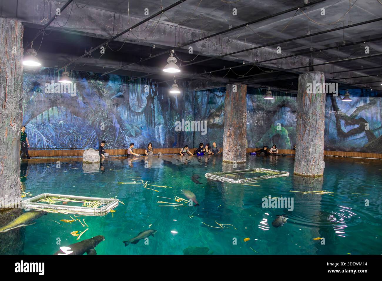 Singapore 30 dicembre 2025: Nella mostra Amazon Influded Forest presso River Wonders, i visitatori si uniscono a un'esperienza guidata da custodi per dar da mangiare a un lamantino delle Indie occidentali Foto Stock