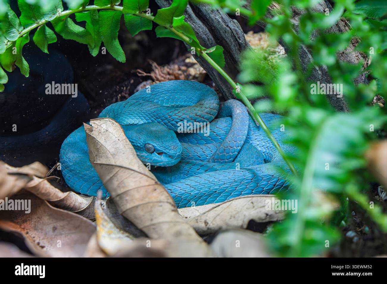 La sonda a labbra bianche viper (Trimeresurus insularis) è una specie velenosa di vipera che si trova nella parte orientale di Giava e nelle piccole Isole della sonda, Indonesia. Foto Stock