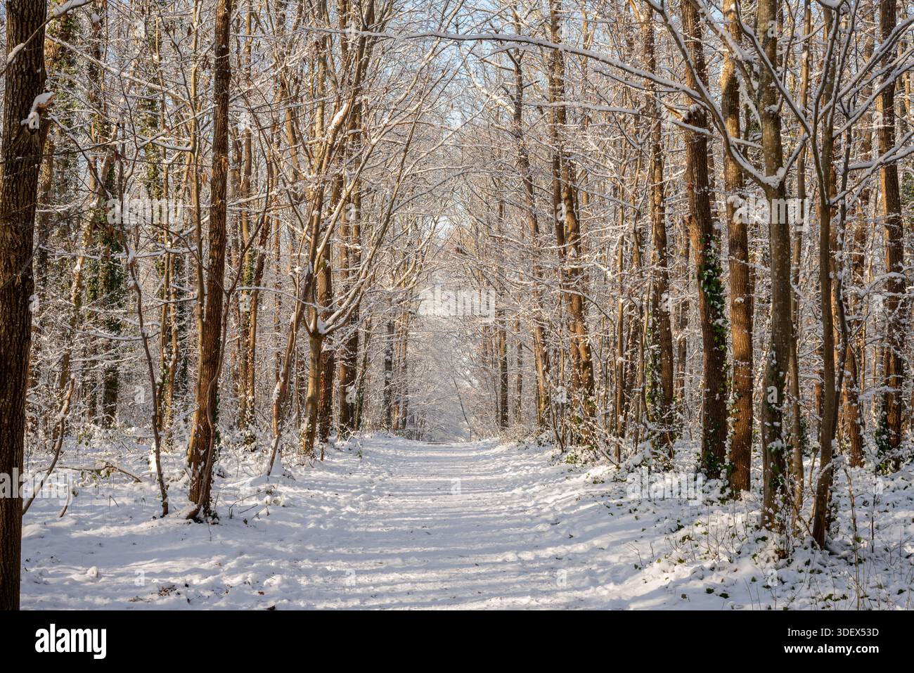 Splendido paesaggio invernale. Neve in Francia. Un sentiero innevato e alberi nella foresta. Foto Stock
