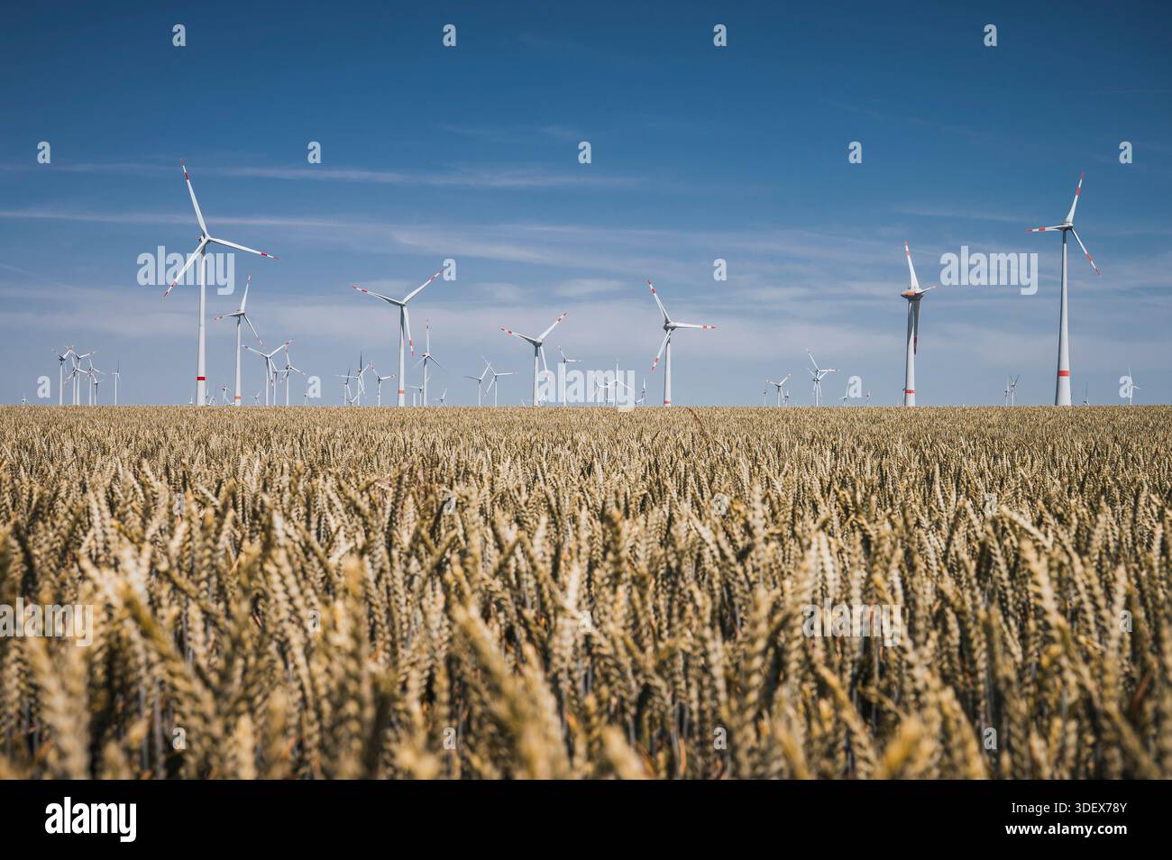 Turbine eoliche di fronte a un cielo blu, un campo di grano in primo piano Foto Stock