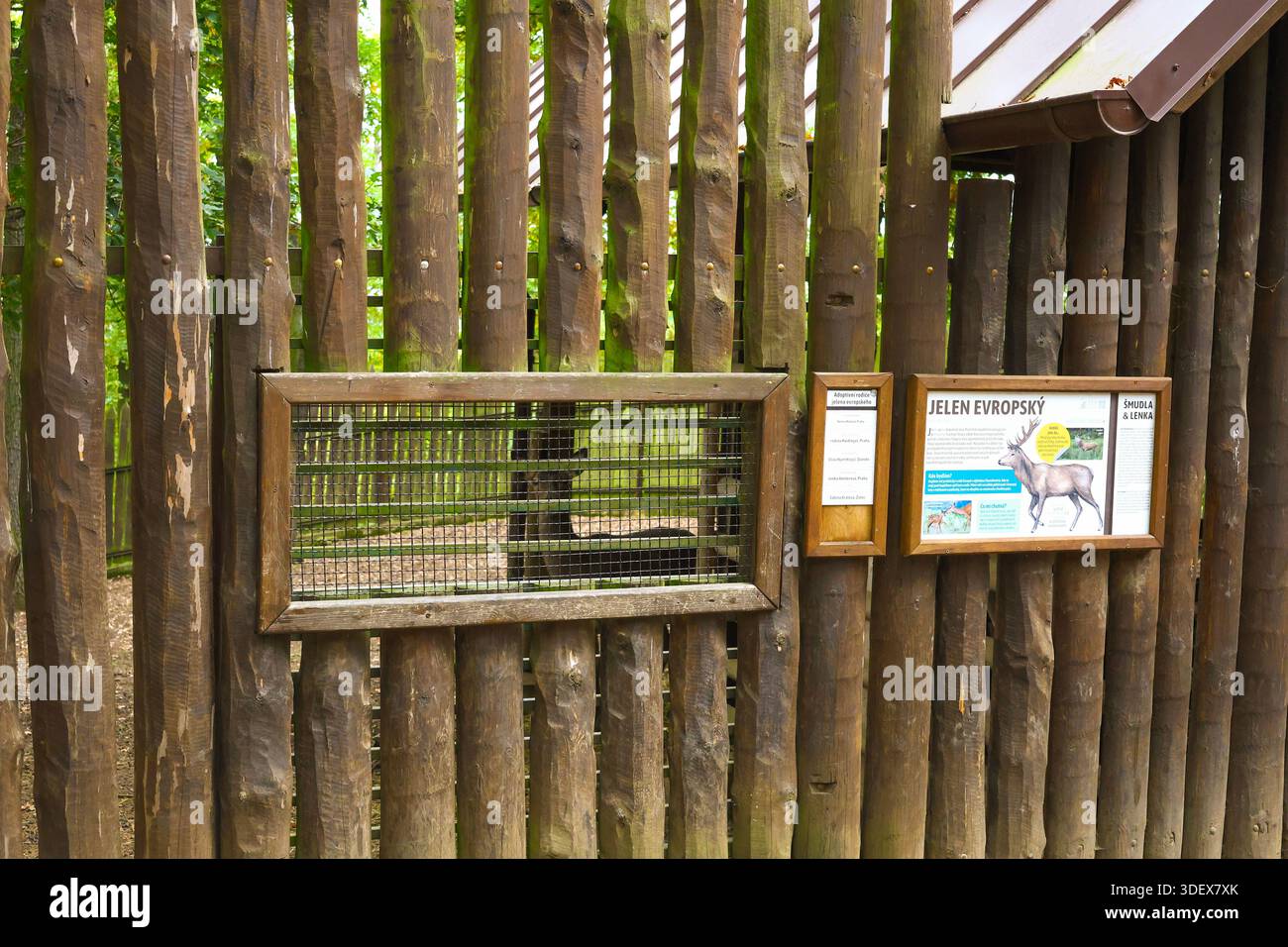 Recinzione educativa in legno presso la stazione di salvataggio della fauna selvatica del Parco forestale di Chuchle a Praga, con un Doe salvato visibile sullo sfondo del recinto Foto Stock