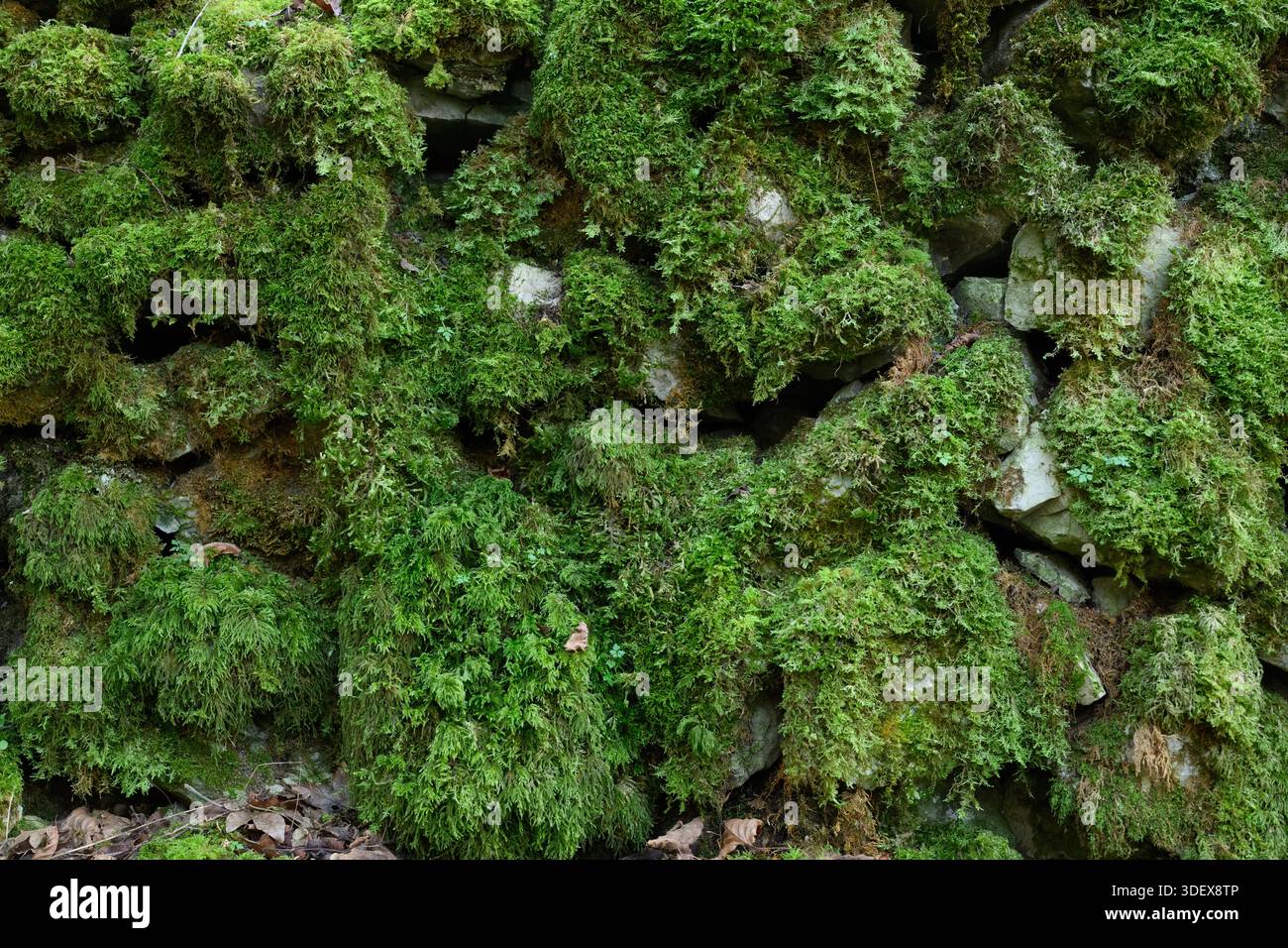 Un muro coperto di muschio verde. Il muschio copre la parete con uno strato spesso. Il muschio è verde e sembra che stia crescendo sul muro Foto Stock