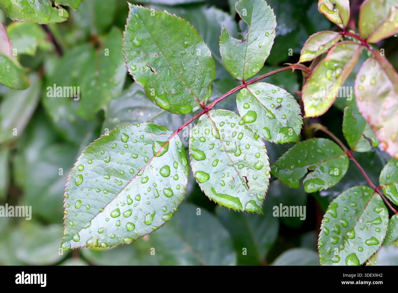 Una foglia verde con una goccia d'acqua. Una pianta dopo la pioggia. Foto Stock