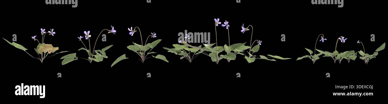 Illustrazione in 3d di più piante viola inconspicua su sfondo nero Foto Stock