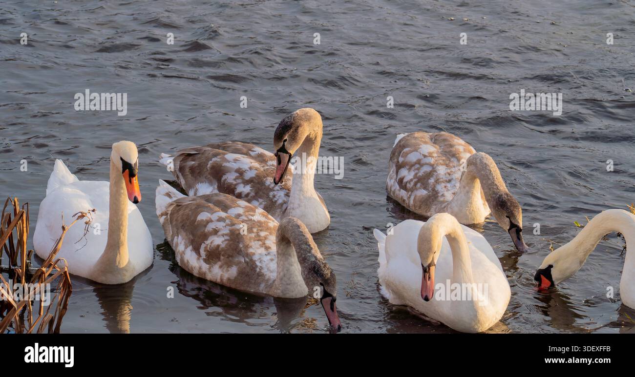Famiglia di nuotatori con Cygnets coltivati che nuotano in uno stagno invernale. Foto Stock