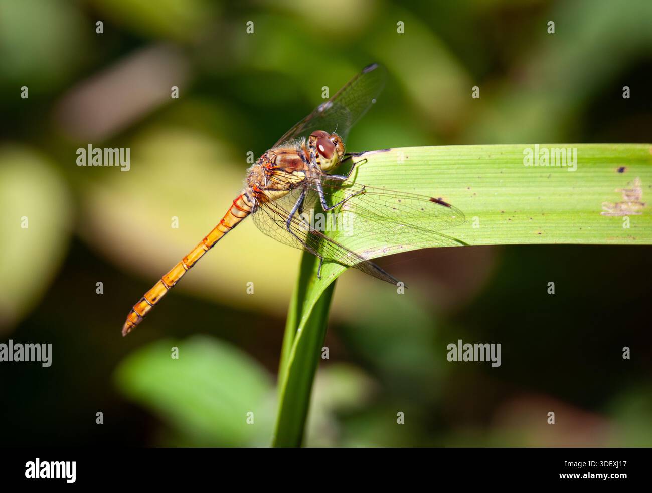 Comune Femmina Darter Libellula Foto Stock