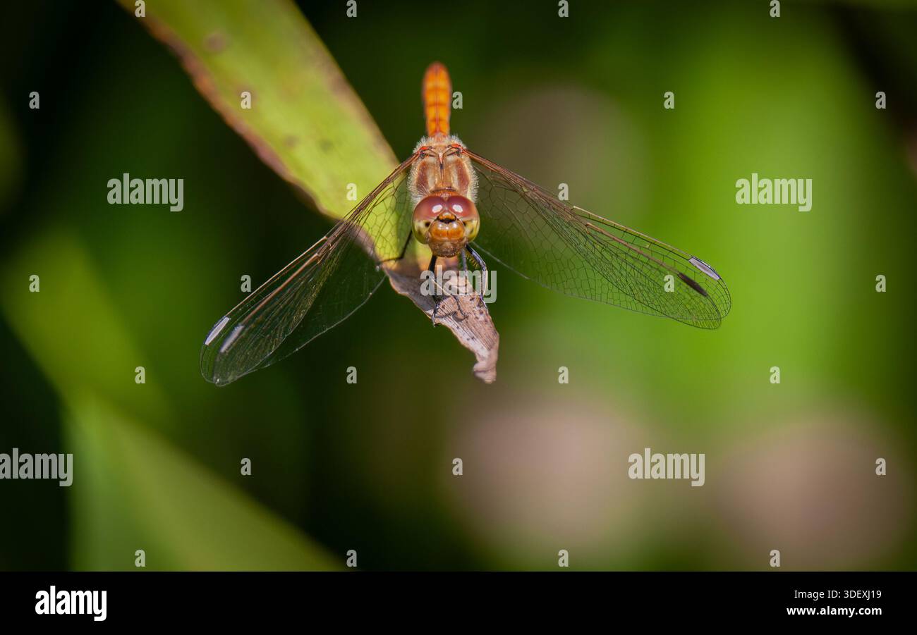 Comune Femmina Darter Libellula Foto Stock