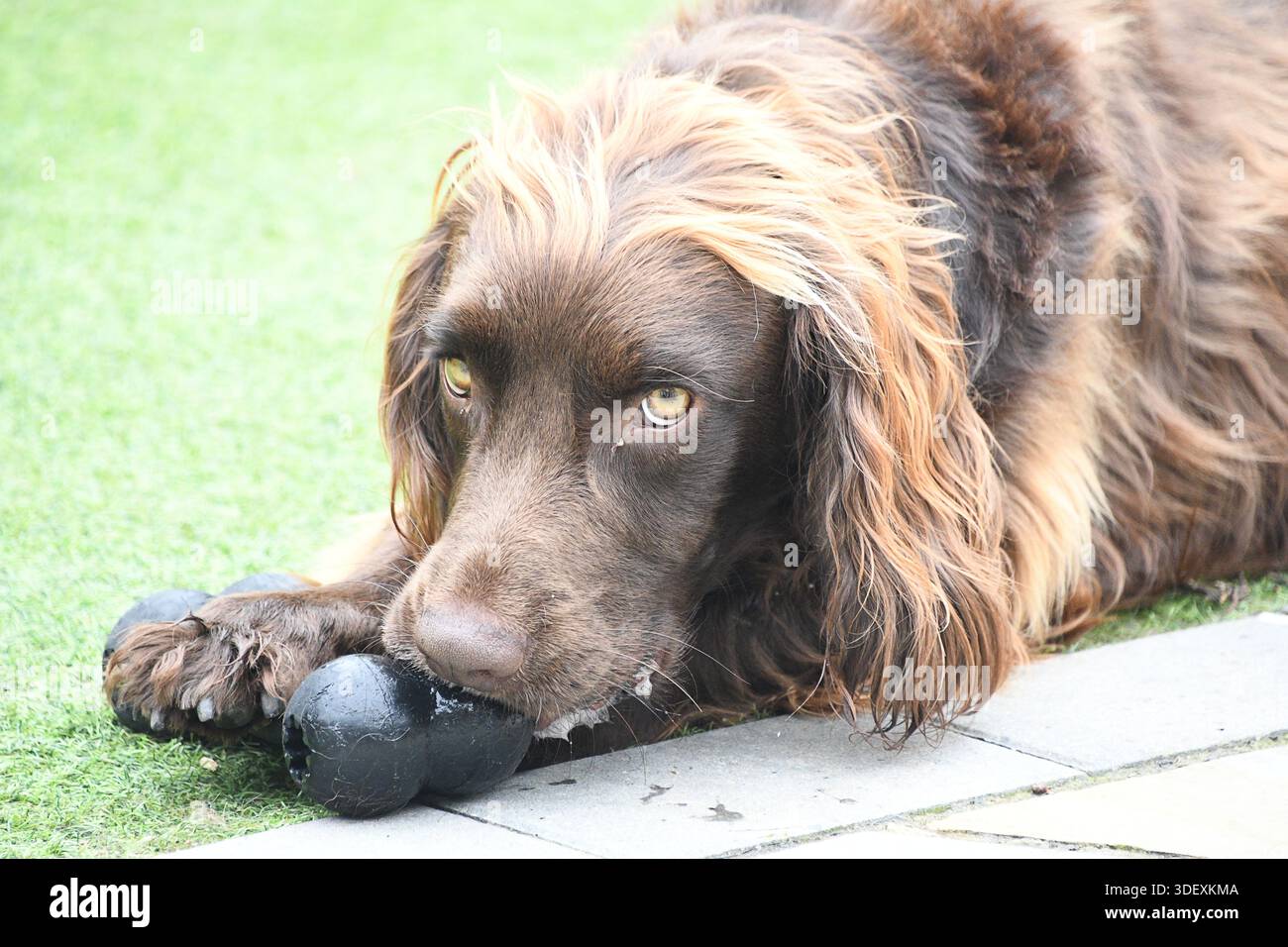Brown Sprocker Spaniel si rilassa all'aperto mentre masticano un giocattolo per cani in gomma su un prato da giardino Foto Stock