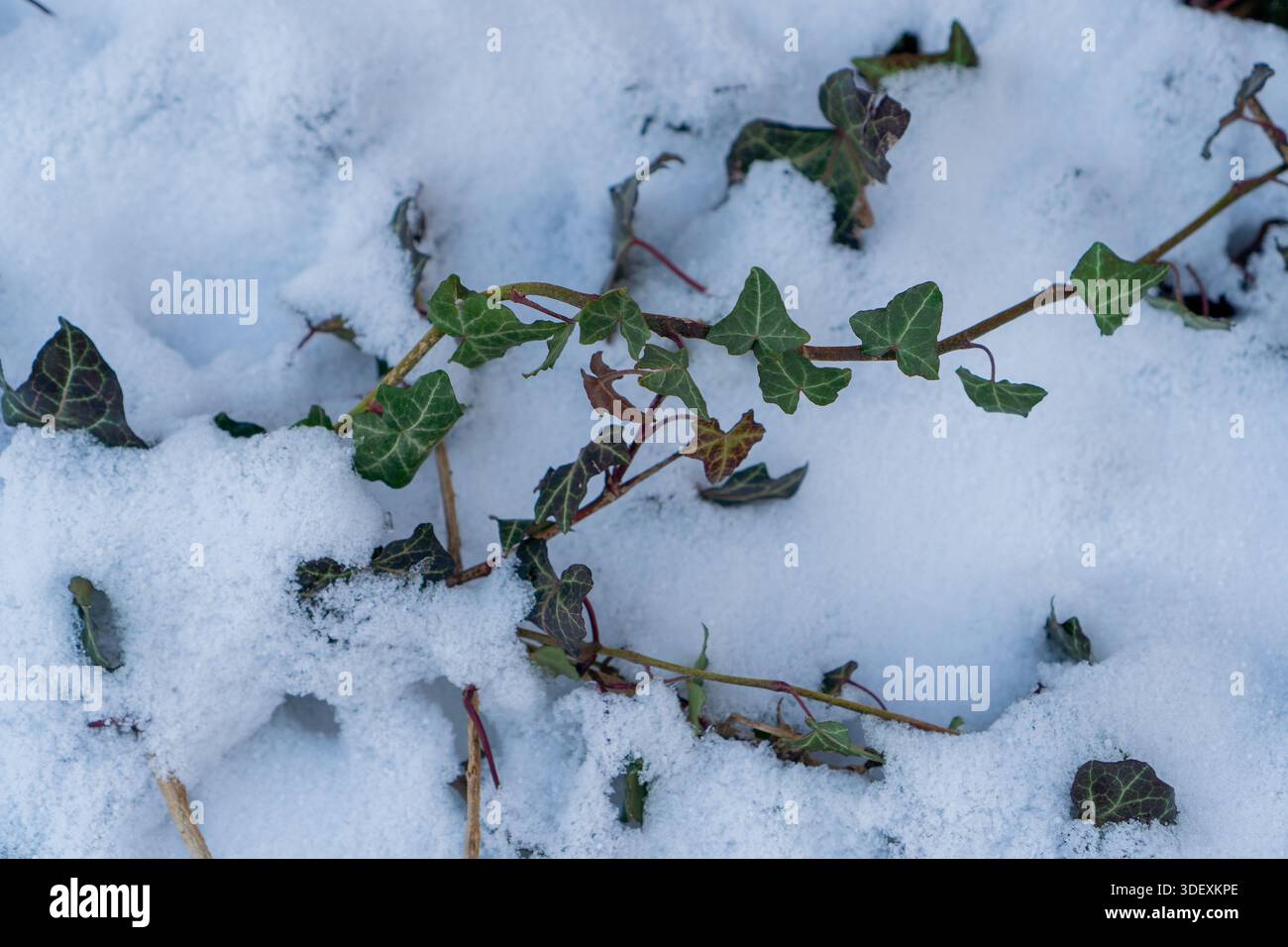 La pianta di edera verde attraversa la neve bianca fresca in inverno. Foto Stock
