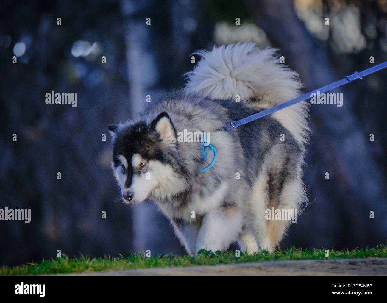 Alaskan Malamute al guinzaglio camminando nel parco urbano Foto Stock
