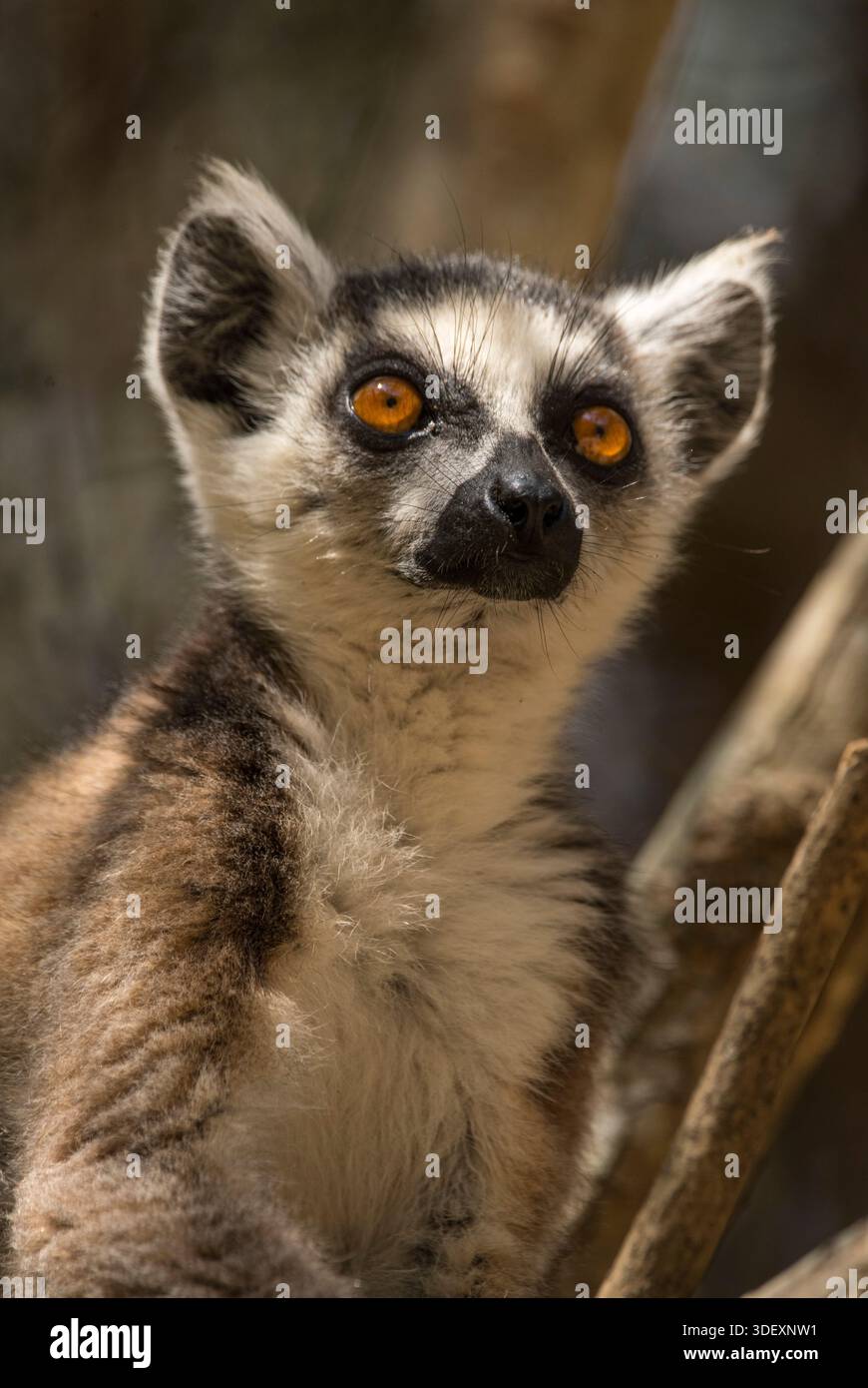 I lemuri dalla coda ad anello (Lemur catta) sono iconici residenti del Parco Nazionale dell'Isalo, Madagascar. Noti per le loro impressionanti code a strisce bianche e nere, questi giocosi primati sono molto sociali e spesso si vedono prendere il sole sulle scogliere di arenaria e sui bordi del canyon. La loro presenza carismatica li rende un punto di riferimento per i visitatori che esplorano i paesaggi unici dell'Isalo. Parco nazionale dell'Isalo, situato vicino a Ranohira, Madagascar. Foto Stock