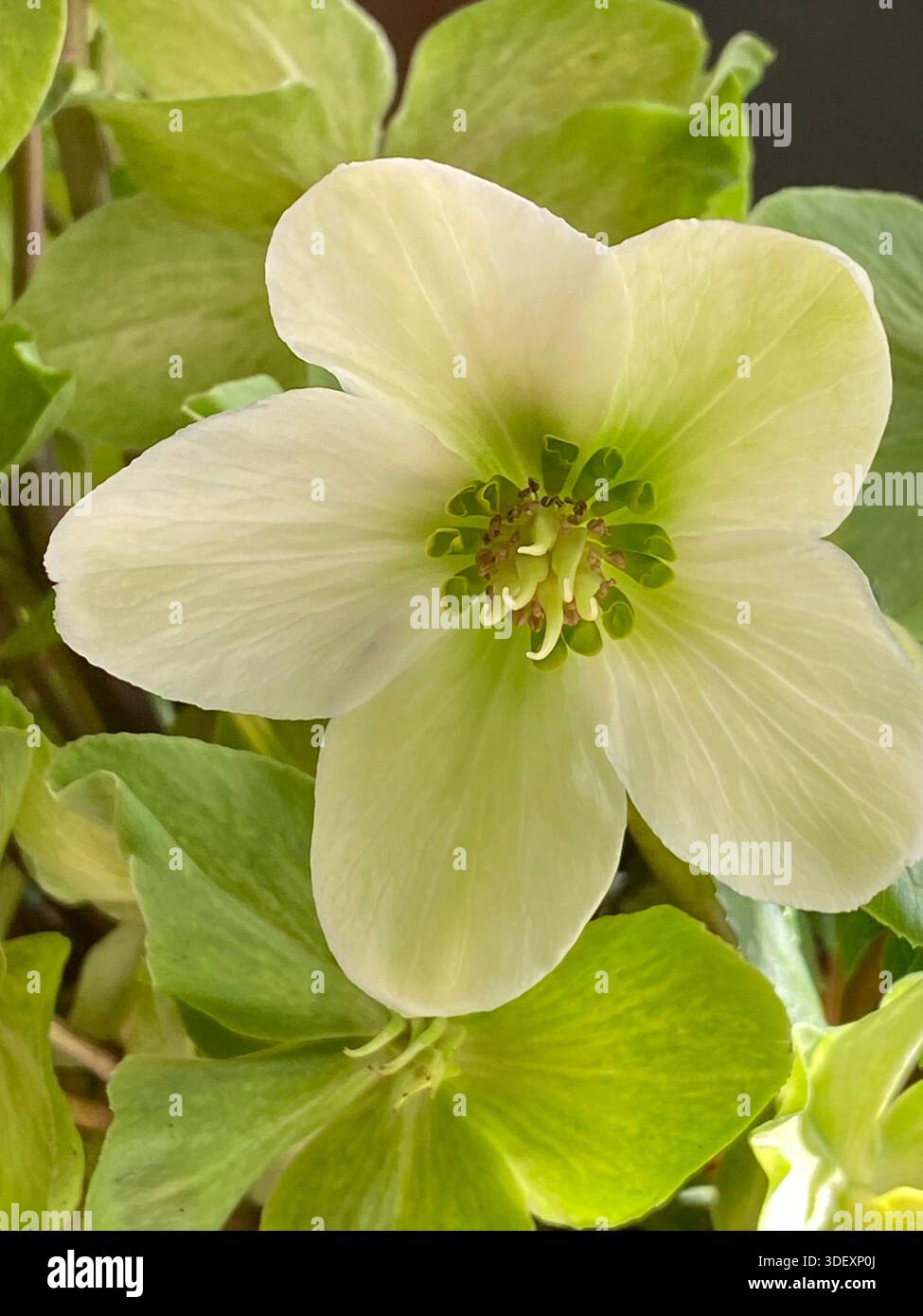 Primo piano di un fiore di Hellebore bianco in fiore, in piena fioritura, con petali di ampia apertura che rivelano stigmi, pistole, anthers e nettari, con gre - Immagine stock catturata con smartphone