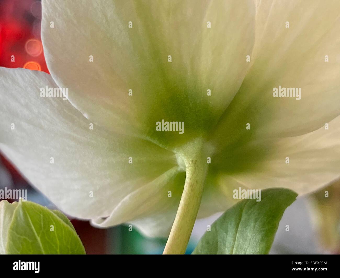 Primo piano della parte inferiore di un fiore ellebore bianco in fiore, in piena fioritura, con petali spalancati, che si collegano allo stelo - Immagine stock catturata con smartphone