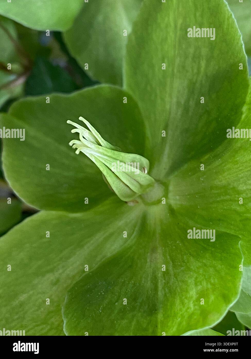 Primo piano di un fiorente fiore di Hellebore corso in piena fioritura con petali di ampia apertura che rivelano stigmi, anthers e pistole, utilizzando sele - Immagine stock catturata con smartphone
