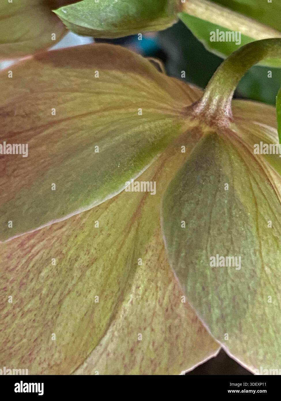 Primo piano della parte inferiore di un fiore fiorito, Helleborus Ivory Prince, in piena fioritura, con petali spalancati, che si collegano allo stelo - Immagine stock catturata con smartphone