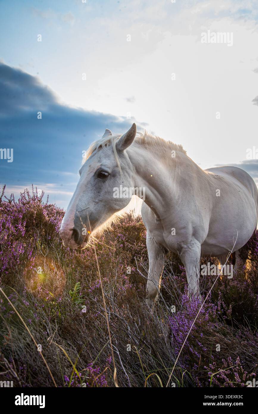 Stile di vita Wild Horses Foto Stock