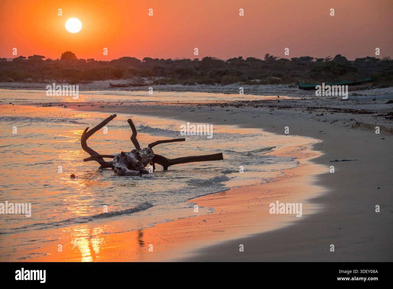 Ho lavato le radici di un albero che si trovava sulla spiaggia. Fotografati all'alba, i ricchi colori del cielo si riflettono nel surf. Salary Bay, Madagascar occidentale. Foto Stock