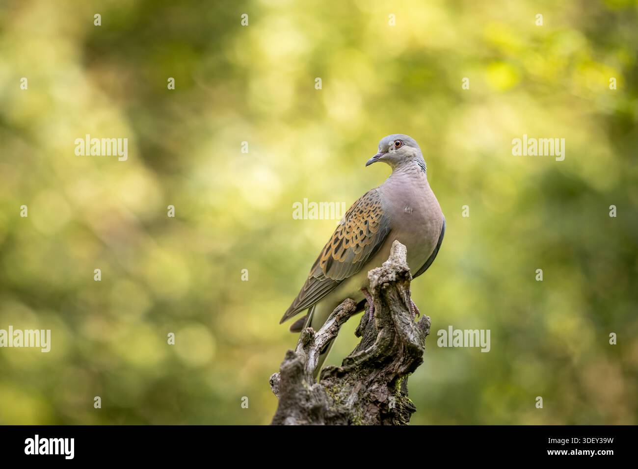 Tortora, tartaruga Streptopelia, uccello nell'habitat naturale, sfondo verde, repubblica Ceca. Fauna selvatica dalla foresta verde. Foto Stock