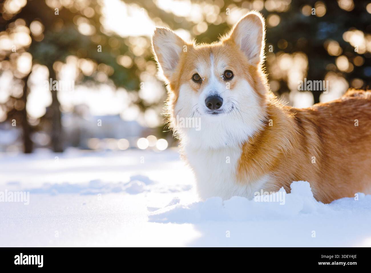 Ritratto di Corgi nella neve profonda al tramonto invernale con un caldo sfondo bokeh che mostra lo stile di vita degli animali domestici all'aperto e l'atmosfera delle vacanze stagionali Foto Stock
