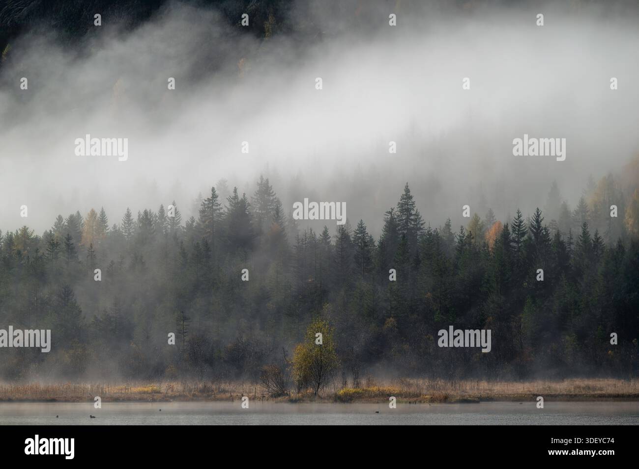 Paesaggio ad alta risoluzione che cattura la nebbia mattutina che scende su una foresta sempreverde vicino a un lago. Le tonalità autunnali attenuate creano un'atmosfera tranquilla e tranquilla Foto Stock
