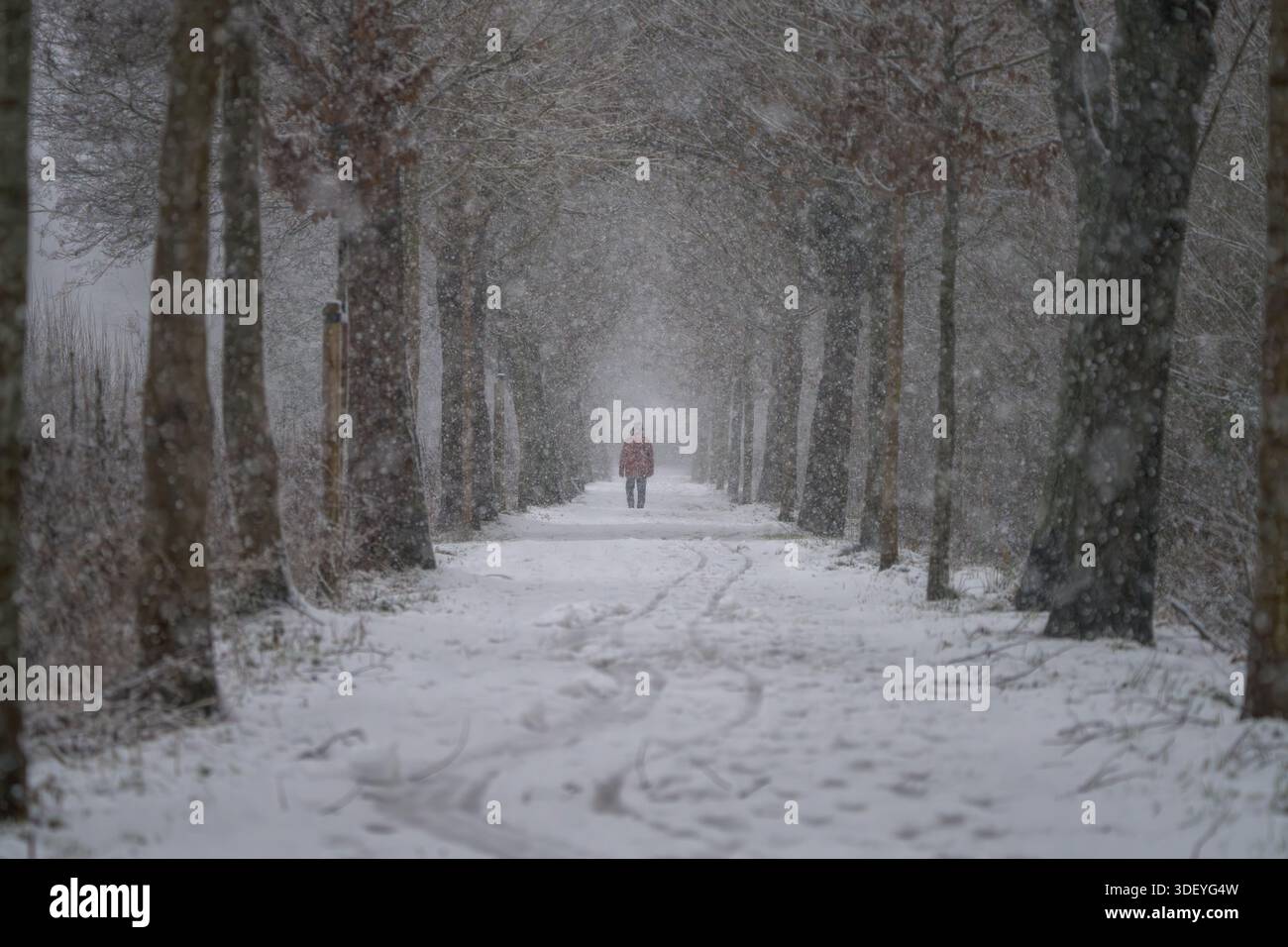 Una figura solitaria cammina attraverso un sentiero coperto di neve nella foresta. Foto Stock