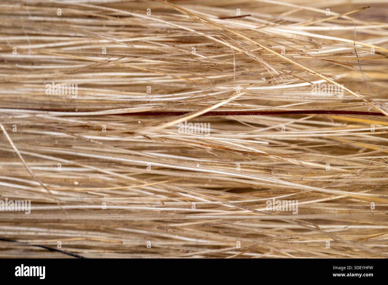 Primo piano di fibre di paglia asciutte di una scopa tradizionale. Texture organica dettagliata delle setole naturali per la pulizia dello sfondo. Foto Stock