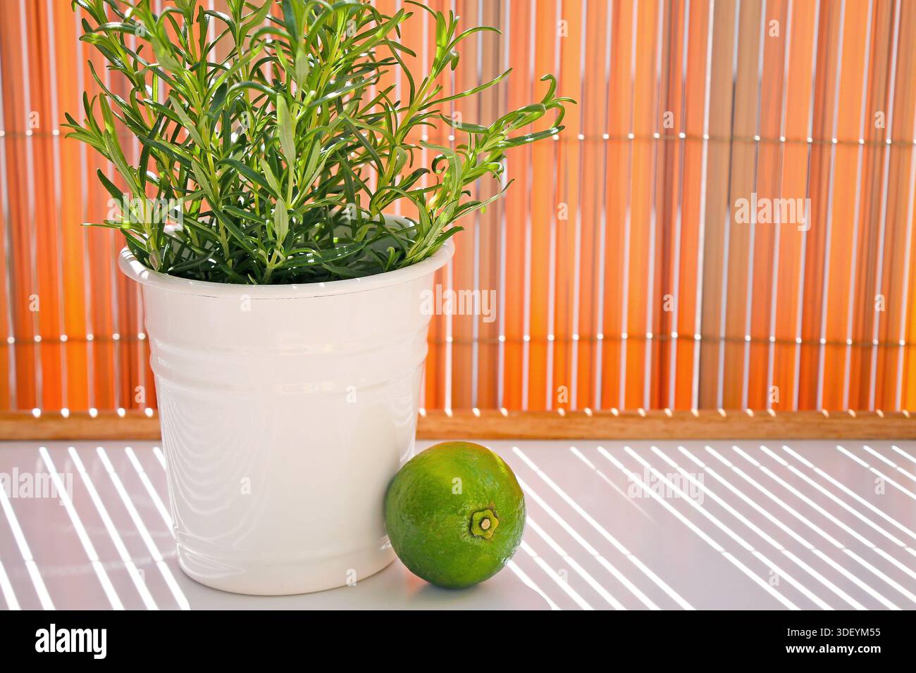 Una giovane pianta di rosmarino in una pentola e lime sono gli ingredienti per un cocktail su una terrazza soleggiata. Foto Stock