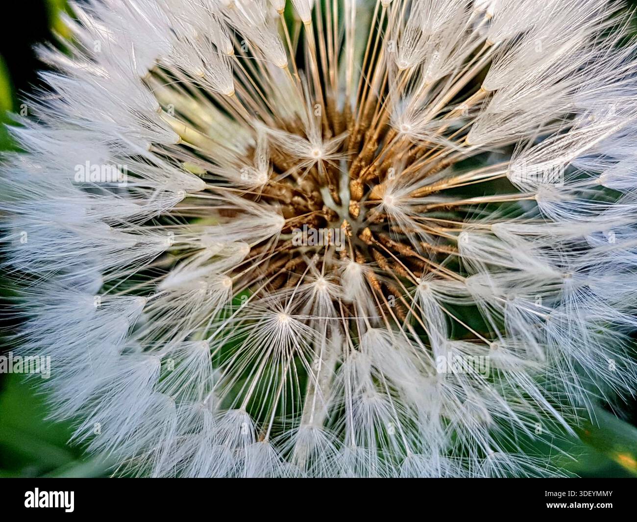 Primo piano unico di un fiore di dente di leone selvatico, catturato con tutti i suoi delicati dettagli intatti. L'immagine rivela la bellezza silenziosa delle texture fini. Foto Stock