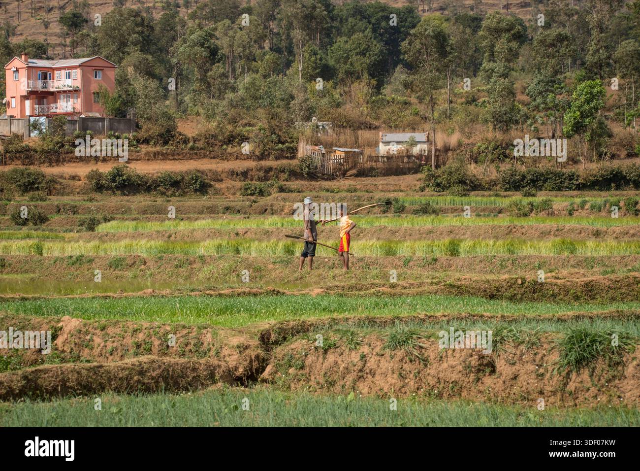 Uomini malgasci che chiacchierano tra campi terrazzati, entrambi con attrezzi agricoli. Vicino a Belazao, Madagascar. Gli uomini sono in agguato, il quintessente strumento agricolo malgascio. Angady è un tipo di vanga o zappa con manico lungo con una lama di ferro stretta e un manico in legno pesante che viene ruotato. Viene utilizzato praticamente per la preparazione manuale del suolo negli altopiani centrali, compresa l'aratura dei campi di riso e la riparazione dei canali di irrigazione. Foto Stock