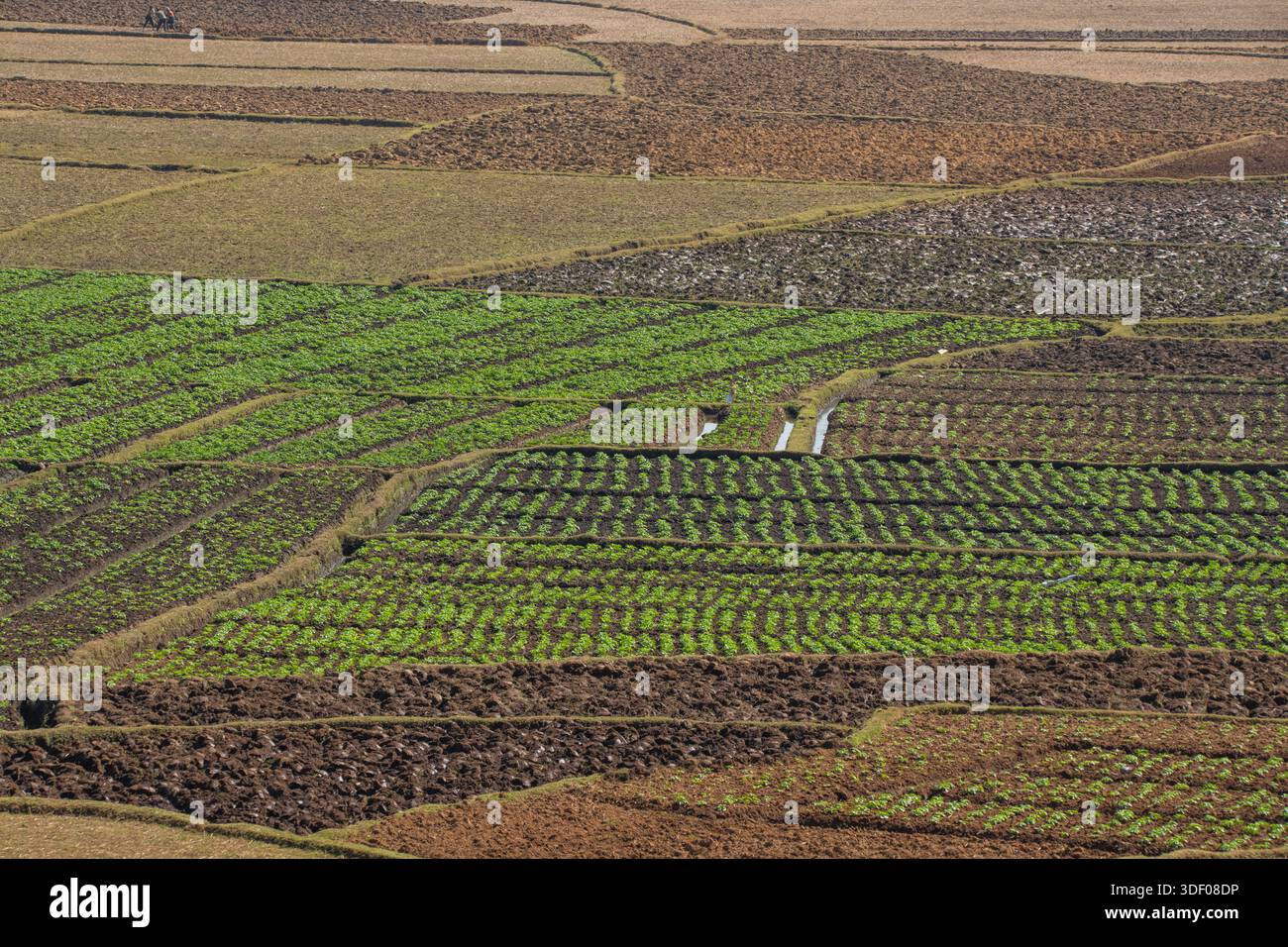 Campi orticoli lungo la strada tra Antsirabe e Behenjy negli altopiani centrali del Madagascar. Il fertile suolo vulcanico della regione di Vakinankaratra supporta una varietà di colture, tra cui patate, verdure e riso, mostrando i metodi tradizionali ad alta intensità di lavoro essenziali per l'economia locale Foto Stock